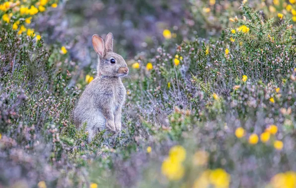 Field, grass, flowers, glade, hare, yellow, baby, meadow