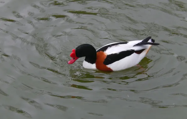 Picture water, lake, pond, background, animal, widescreen, Wallpaper, duck