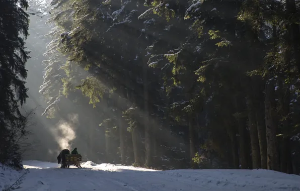 Picture winter, road, forest, sleigh
