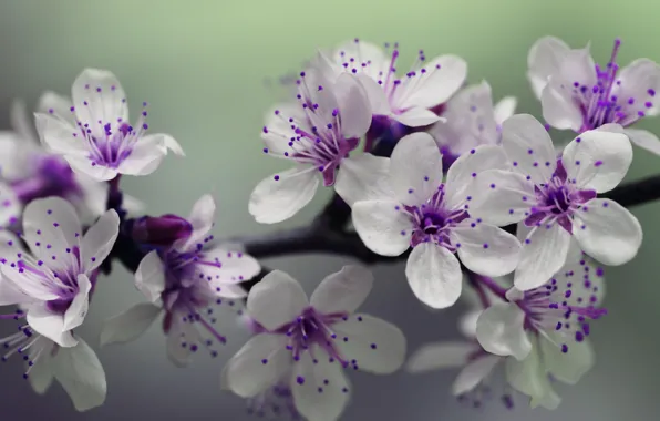Beauty, tree branch, spring flowers, tree branch, spring flowers, Anthony, white purple flowers, white and …