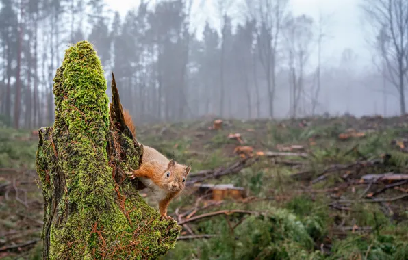 Forest, look, trees, nature, pose, fog, glade, moss
