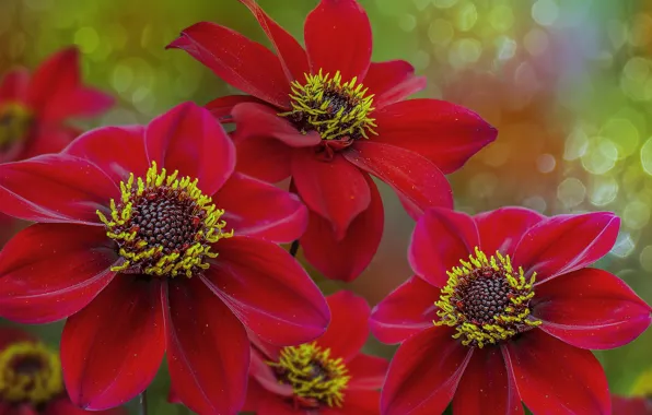 Flowers, nature, background