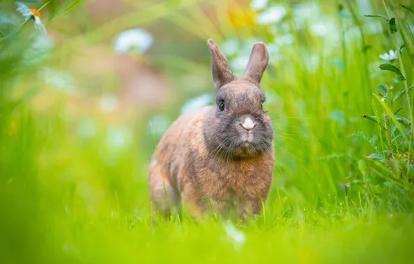 Greens, grass, nature, glade, rabbit, face, brown, Bunny