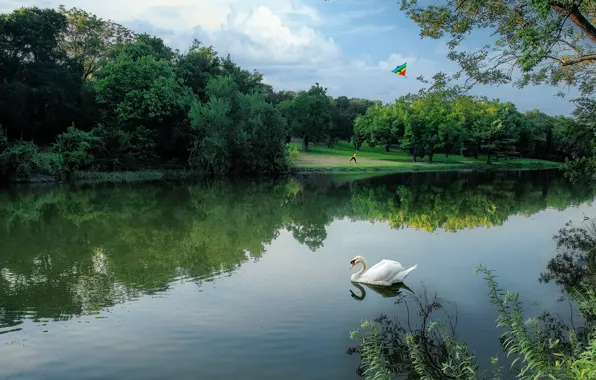 Greens, white, summer, clouds, trees, lake, reflection, bird