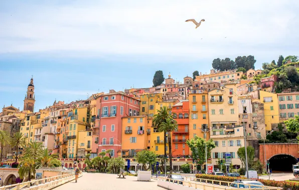 Palm trees, bright, France, home, Seagull, Cote d'azur, Menton