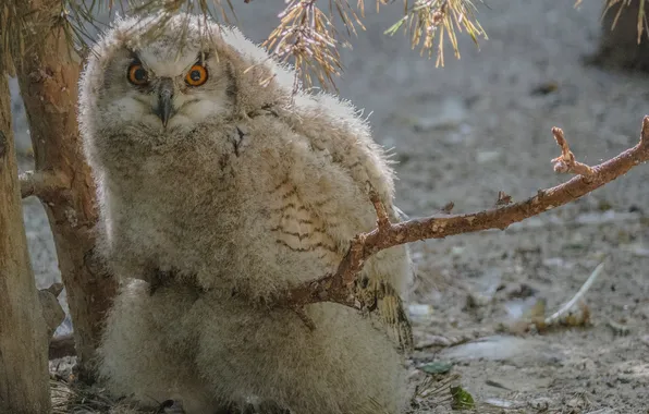 Picture owl, bird, branch, The baby bird, Михаил Измайлов, совёнок