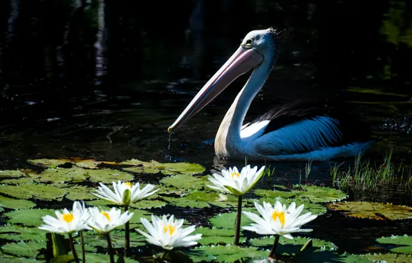 Light, flowers, lake, pond, the dark background, bird, water lilies, pond