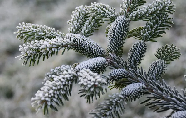Winter, frost, snow, branches, nature, needles, coniferous, fir