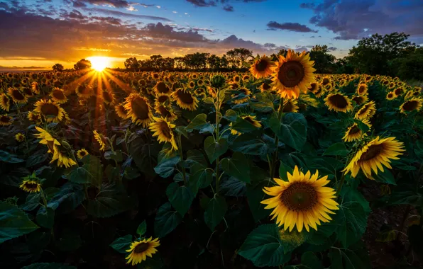 Field, the sun, light, sunflowers, sunset, flowers, the evening