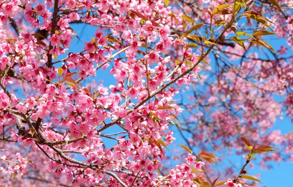 Nature, tree, spring, Sakura, flowering