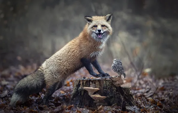 Autumn, forest, nature, animal, owl, bird, foliage, mushrooms