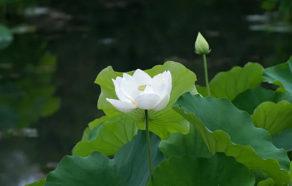 Picture white, leaves, pond, Lotus, Lily, water Lily
