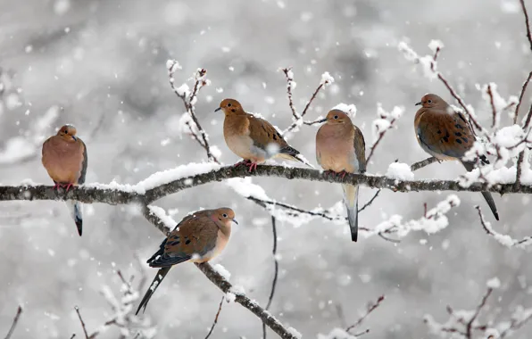 Snow, birds, branch, Canada, Nova Scotia, mourning doves, Bear River