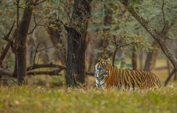 Picture forest, nature, tiger, walk
