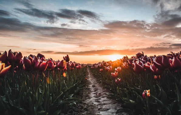 Field, the sky, the sun, sunset, flowers, spring, the evening, tulips