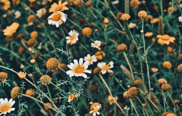 Picture flowers, petals, grass