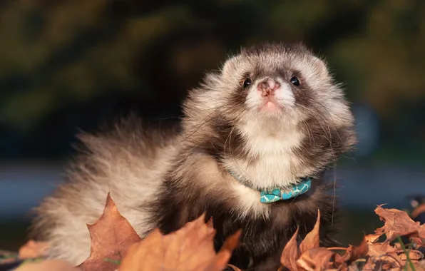 Autumn, look, leaves, pose, collar, animal, face, bokeh