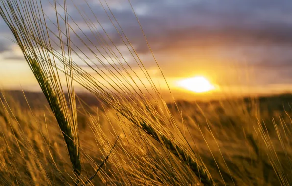 Sunset, wheat, countryside, wheat field, farmland, wheat ear
