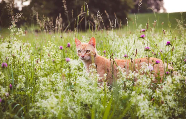 Greens, cat, summer, grass, cat, look, face, flowers