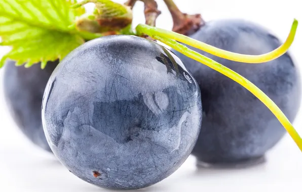 Macro, blue, berries, black, berry, grapes, black, blue
