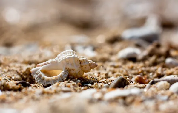 Sand, macro, stones, shell, pebbles