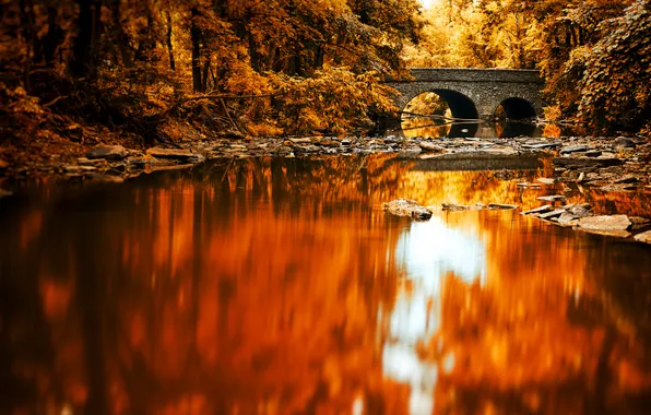 Forest, bridge, reflection, river, mirror