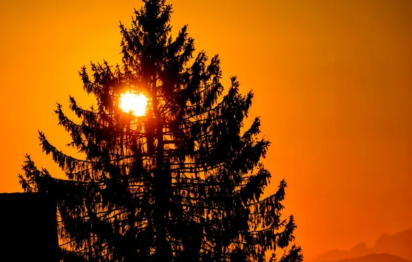 The sun, sunset, tree, silhouette
