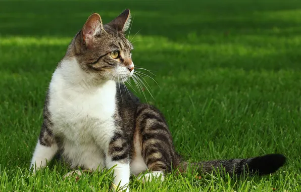 White, grass, cat, grey, sitting