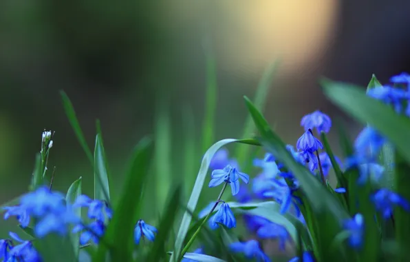 Flowers, blue, razmytost