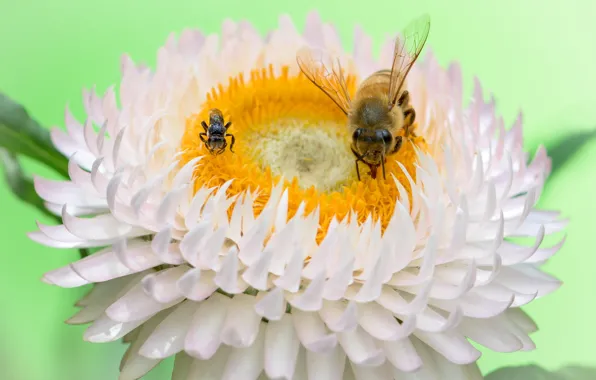 Flower, insects, bees, Fleur Walton