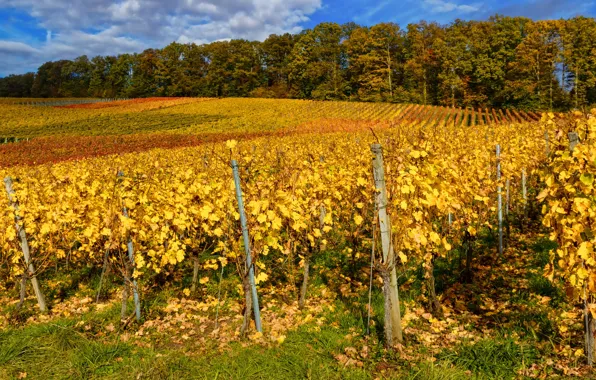 Picture autumn, Germany, the bushes, vine, Baden-Wuerttemberg