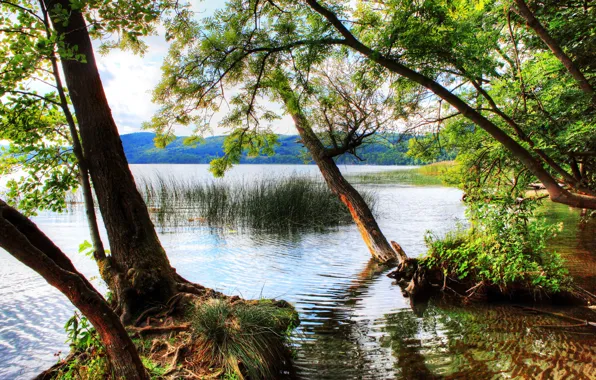 Forest, river, Germany, trees., glees