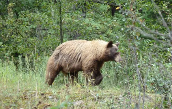 Alberta, Canada, Grizzly Bear, Waterton, Waterton National Park, Bear.