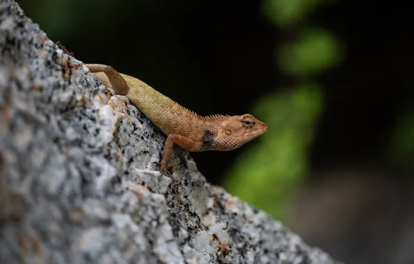 Dragon, Lizard, Thailand, Animals, reptile, thailand, Phuket, Calot is a bloodsucker