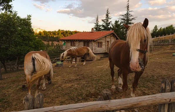 Face, clouds, house, horses, ate, slope, horse, pasture