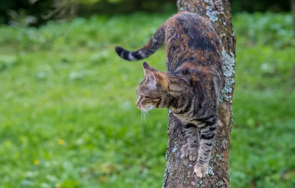 Cat, look, background, tree