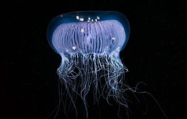 Sea, nature, Medusa