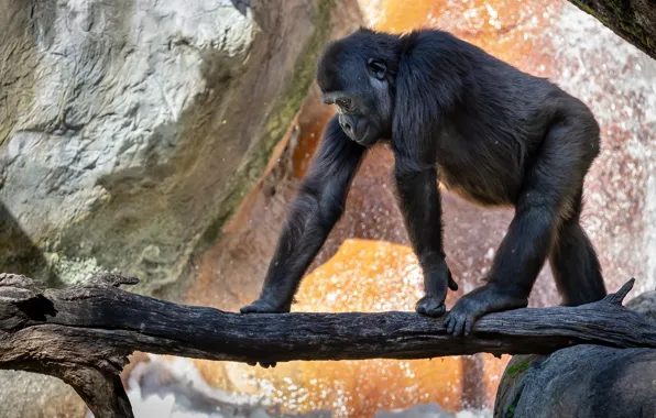 Picture pose, stones, black, paws, monkey, gorilla, log, zoo