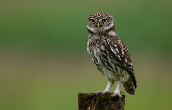 Picture Closeup, Owls, little_owl