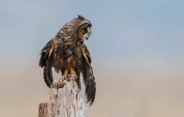 The sky, look, nature, pose, background, owl, bird, stump
