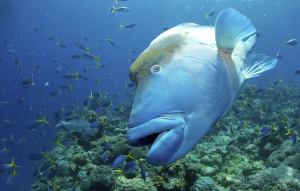 The ocean, fish, reef, Moray