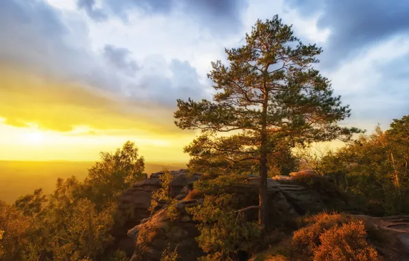 The sky, clouds, light, sunset, fog, open, tree, rocks