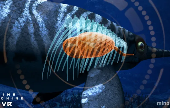 The bottom, fish, Time Machine VR