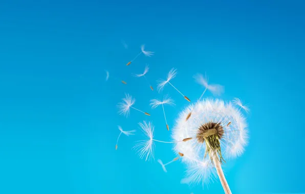Flower, the sky, dandelion, blade