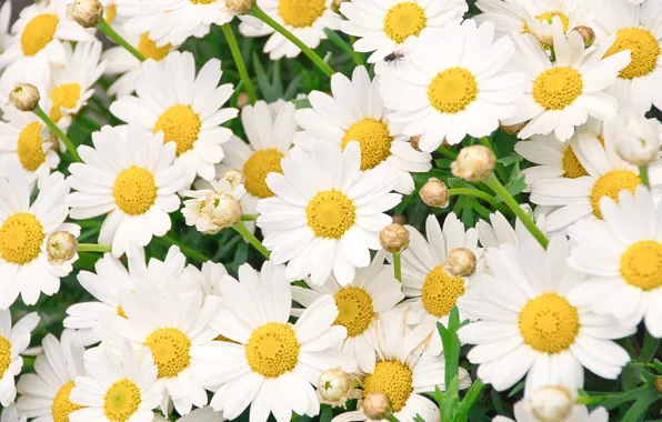 Flowers, chamomile, white, a lot, leucanthemum