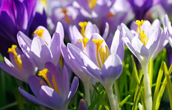 Macro, joy, flowers, nature, beauty, plants, spring, crocuses