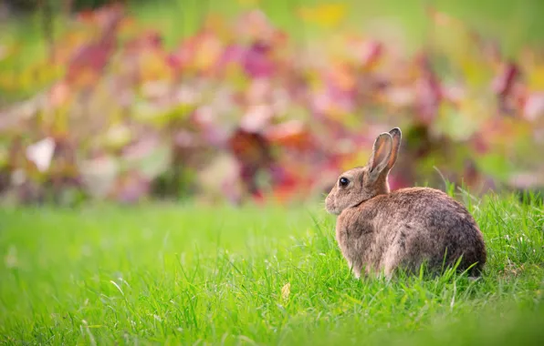 Picture greens, grass, nature, grey, background, lawn, glade, hare