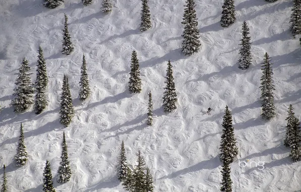 Picture winter, snow, trees, spruce, slope, Colorado, USA, skier