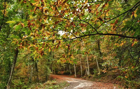 Road, autumn, forest