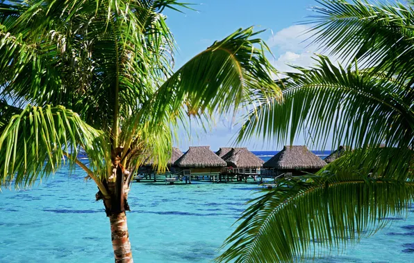 Picture palm trees, the ocean, the hotel, French Polynesia, Moorea Island, Tropical Accommodations